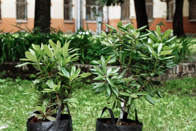 Студенты 6 курса СПбГПМУ дали старт «аллее выпускников» 1