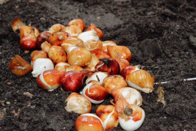 Студенты подарили университету более 300 тюльпанов 2