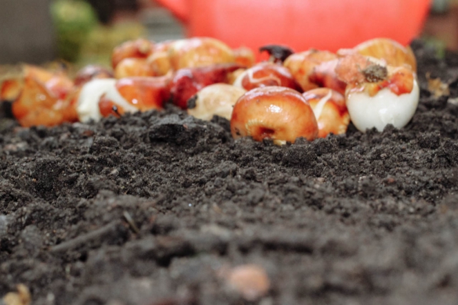 Студенты подарили университету более 300 тюльпанов 3