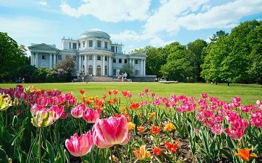 Приглашаем студентов СПбГПМУ на фестиваль тюльпанов