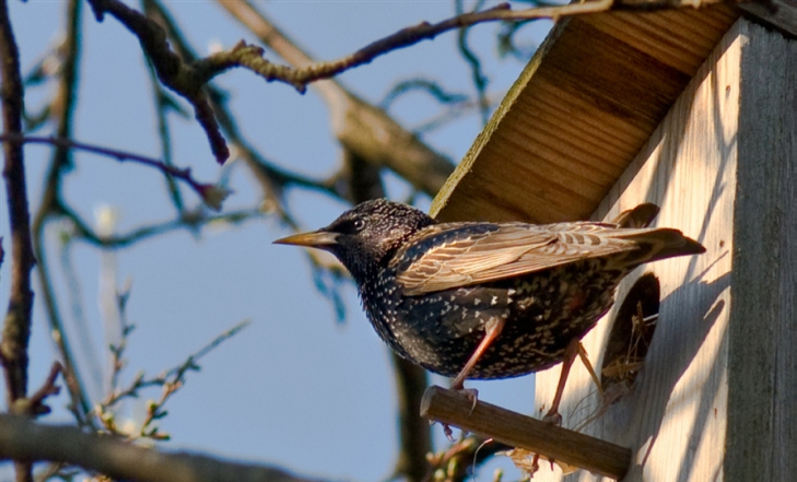 Птицы в университете