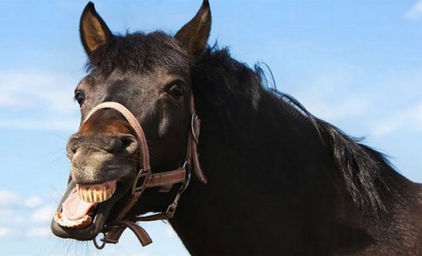 В Педиатрическом университете спасают девочке палец после лошадиного укуса