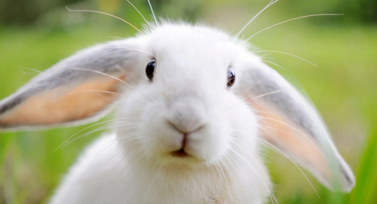 Кролик покусал юную петербурженку в контактном зоопарке в Новгородской области