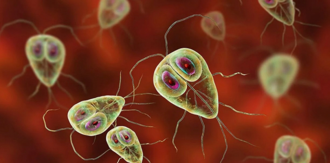 Учёные Педиатрического университета зарегистрировали методику диагностики лямблиоза