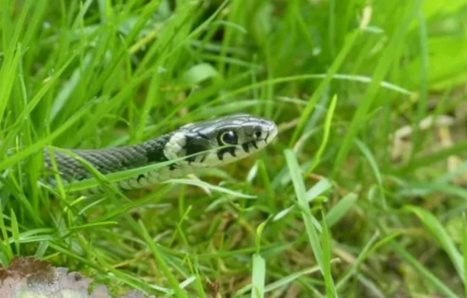 Врачи Педиатрического университета спасают ребенка, которого укусила змея