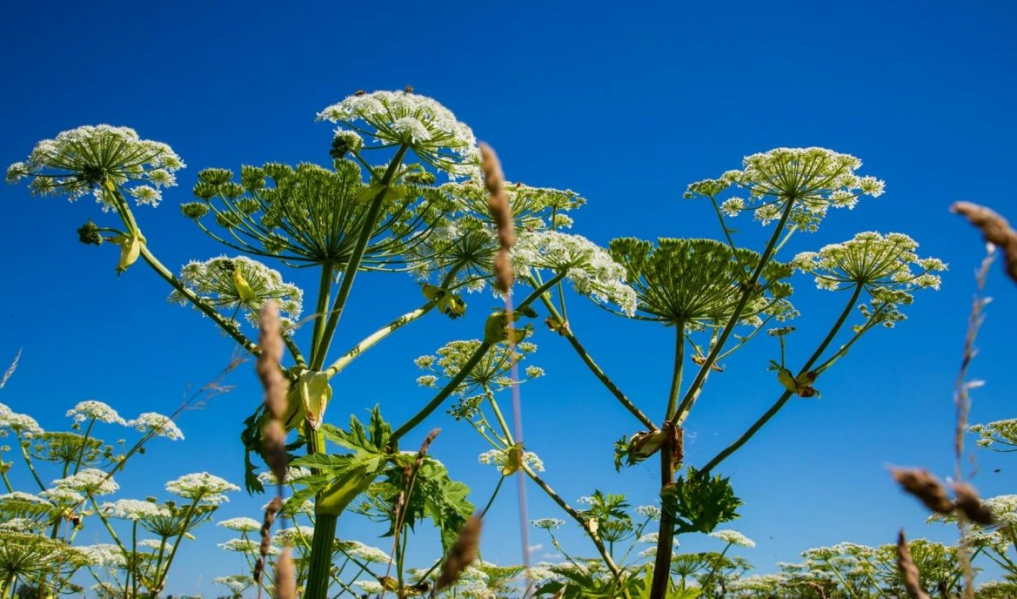 Ожоги от борщевика: чем опасны и как защитить ребенка